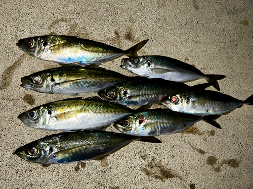 アジの釣果