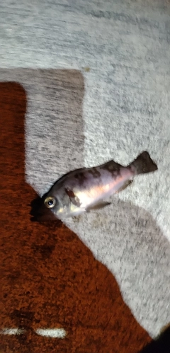 クロソイの釣果