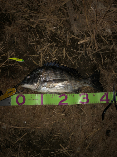 クロダイの釣果