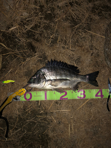 クロダイの釣果