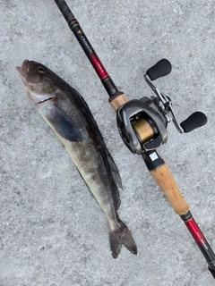 ホッケの釣果