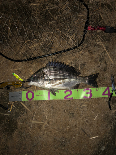 クロダイの釣果