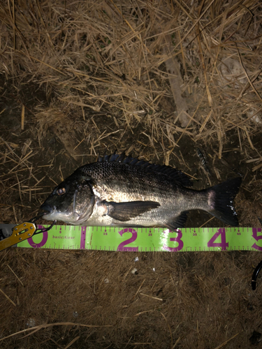 クロダイの釣果