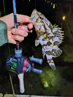 タケノコメバルの釣果