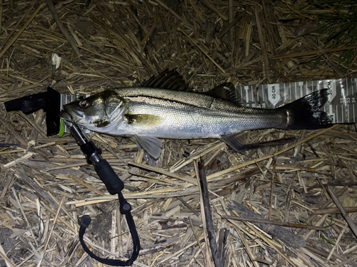 スズキの釣果