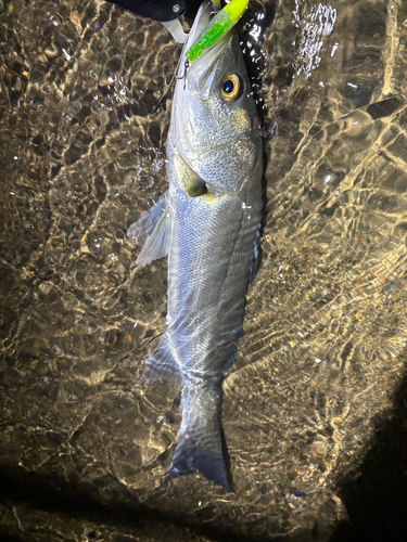 鳴瀬川河口