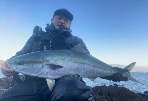 ブリの釣果