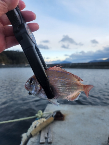 チャリコの釣果