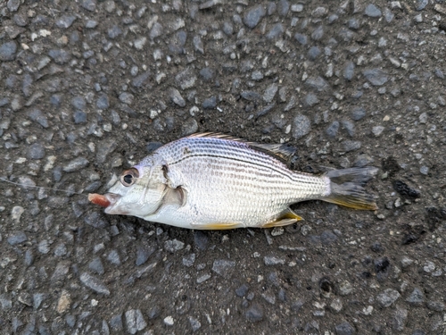 キビレの釣果