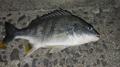 キビレの釣果