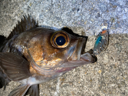 メバルの釣果