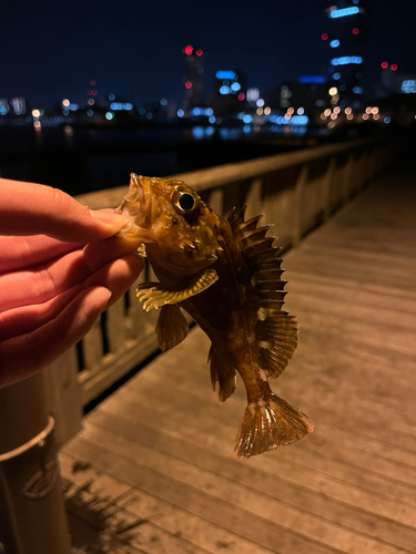 カサゴの釣果