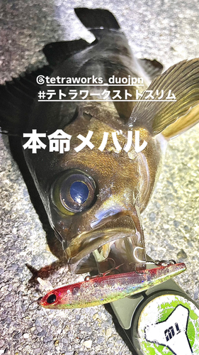 メバルの釣果