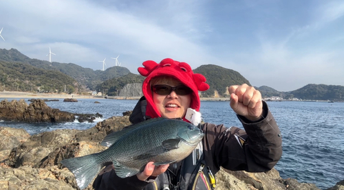 メジナの釣果