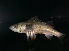 セイゴ（マルスズキ）の釣果