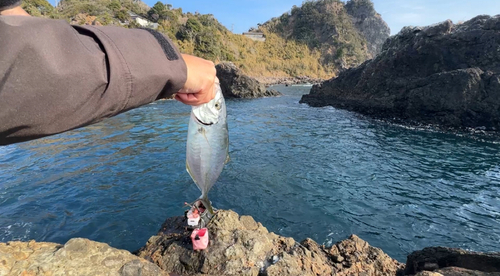 シマアジの釣果