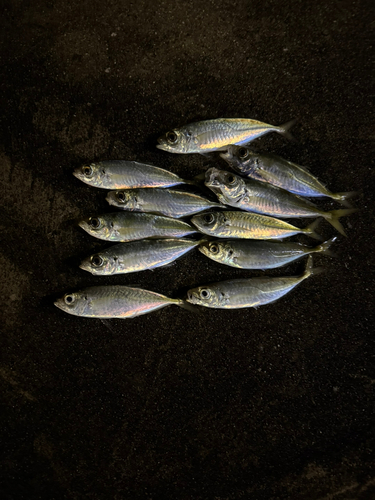 アジの釣果