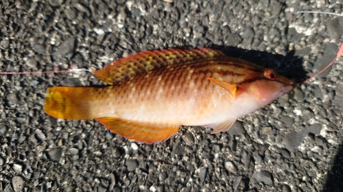 アカササノハベラの釣果