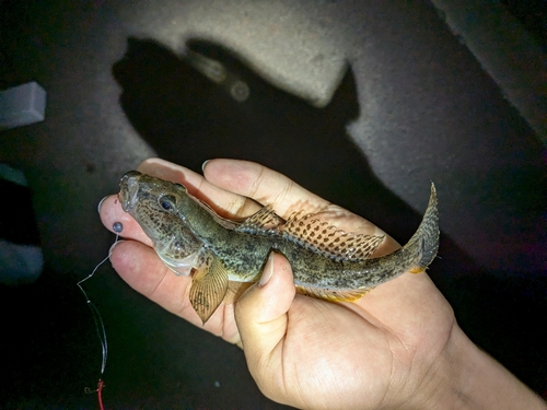 マハゼの釣果