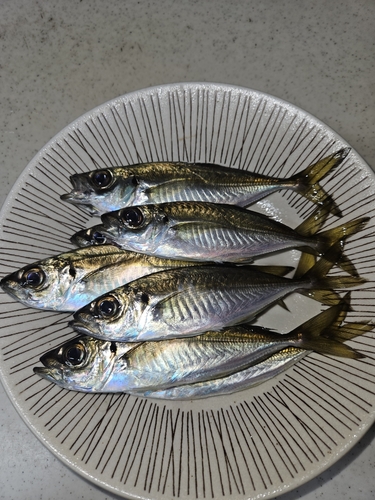 アジの釣果