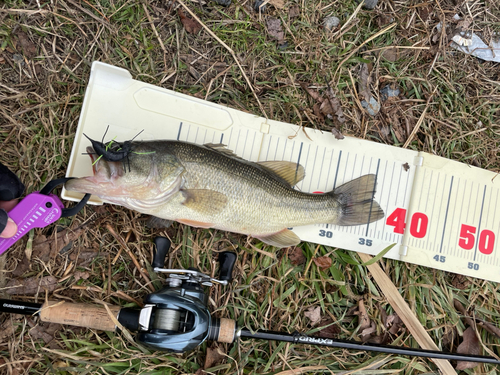 ブラックバスの釣果