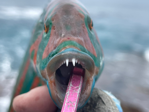 キヌベラの釣果