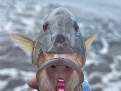 マルクチヒメジの釣果