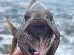 イシフエダイの釣果