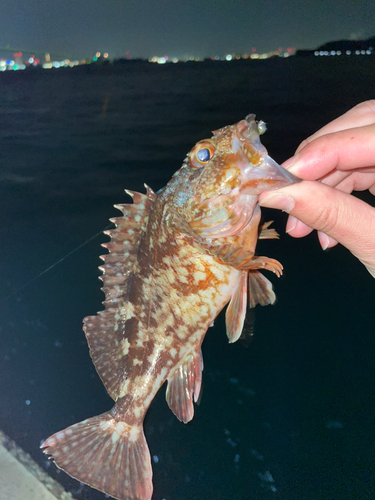 カサゴの釣果