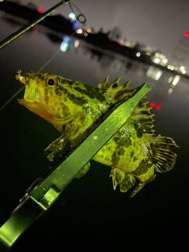 タケノコメバルの釣果