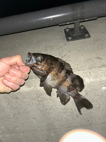 金沢水際線緑地（福浦岸壁）