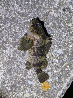 ムラソイの釣果