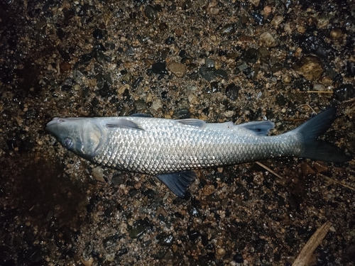 ニゴイの釣果