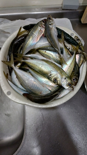 アジの釣果