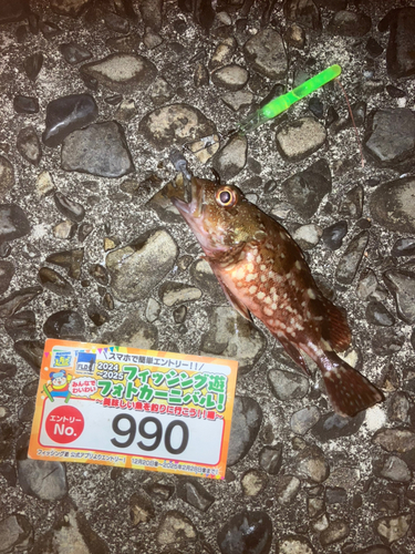 カサゴの釣果