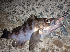 メバルの釣果