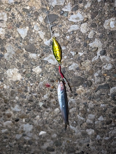 カタクチイワシの釣果