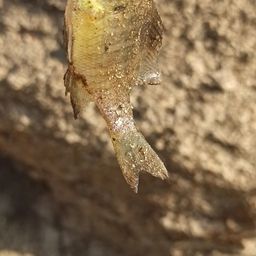 ブルーギル