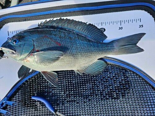 メジナの釣果