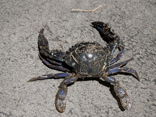 タイワンガザミの釣果