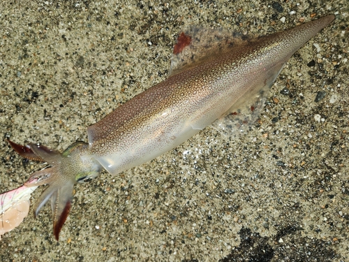 ヤリイカの釣果