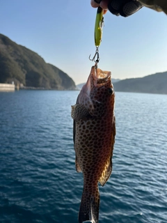 オオモンハタの釣果