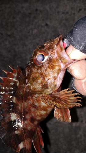 カサゴの釣果