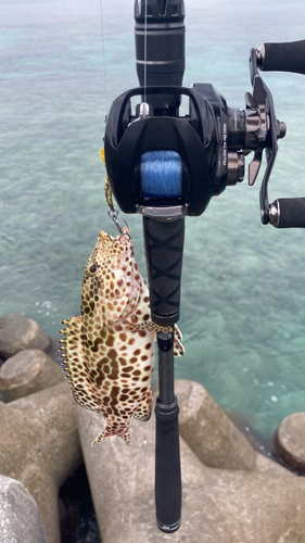 イシミーバイの釣果