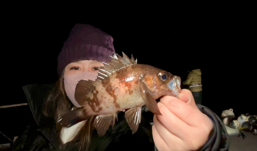 メバルの釣果