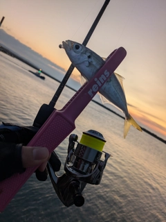 マアジの釣果