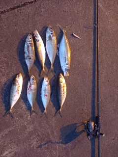 アジの釣果