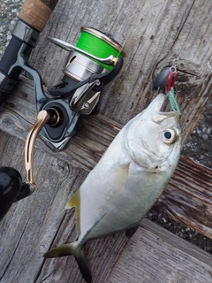 メッキの釣果