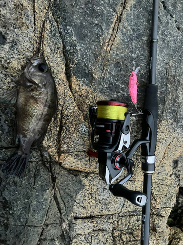 メバルの釣果