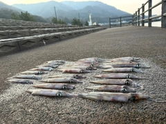 ヤリイカの釣果